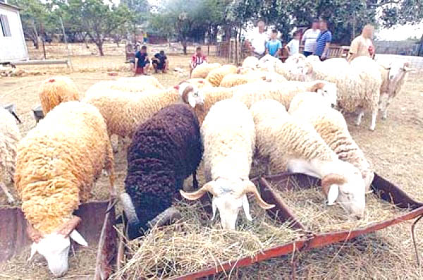 Bovins : 12.000 vaccins contre la fièvre aphteuse et la rage à Tébessa