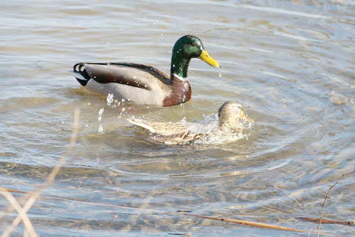 Lac du barrage «Djorf Torba» : Lâcher de 300 canards colvert pour revitaliser l’avifaune aquatique