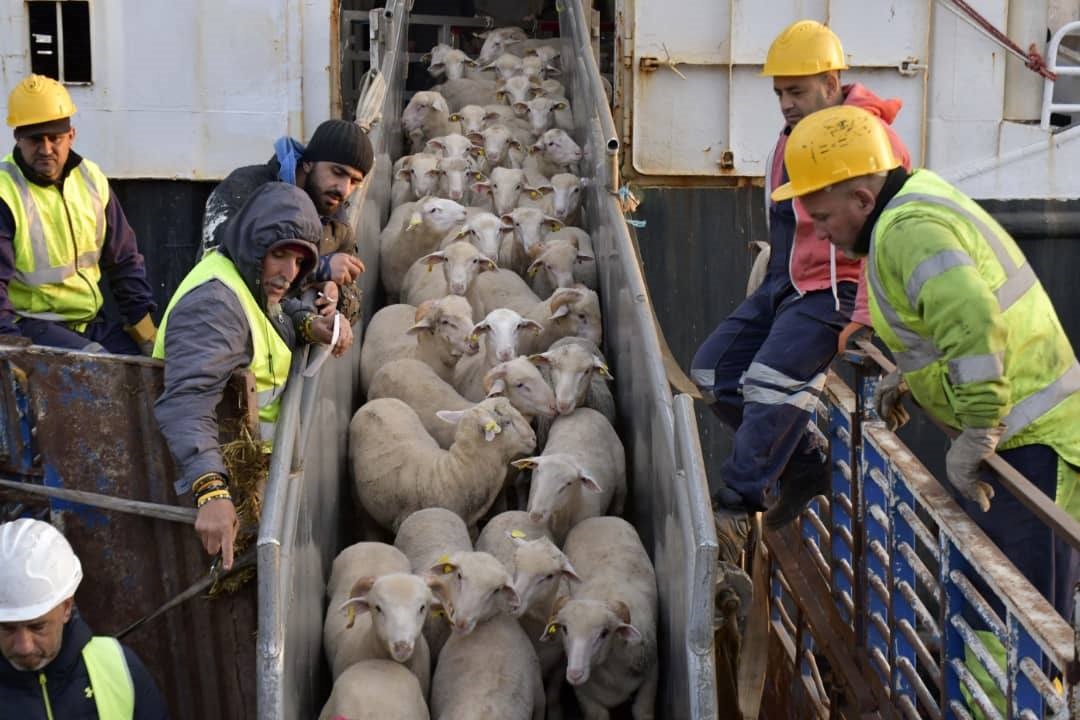Port d&rsquo;Alger: arrivée de la première cargaison de moutons importés en prévision de l&rsquo;Aïd El-Adha