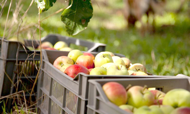 Leader national de la production de pommes : Khenchela, exemple de réussite agricole