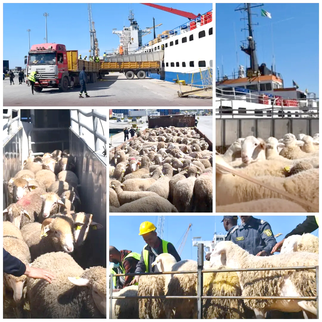 En provenance d’Espagne vers le port de Djen Djen : Accostage d’un navire chargé de près de 6300 têtes d’ovins