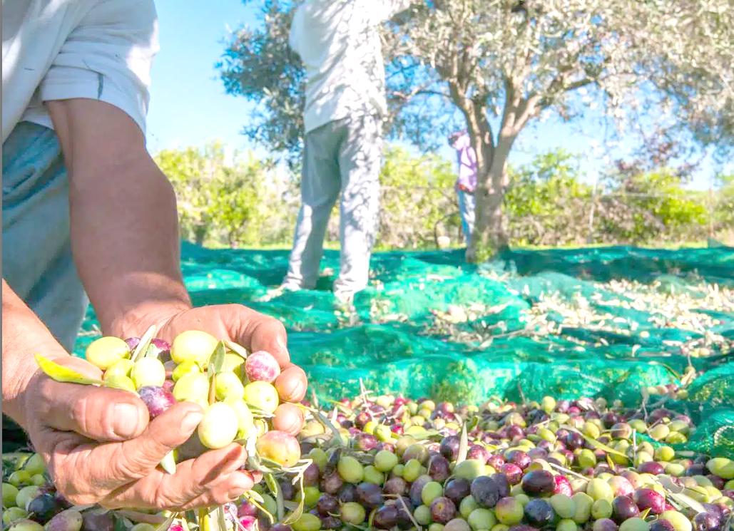 Fête de l’olivier : La 2e édition lancée depuis Tizi Ouzou
