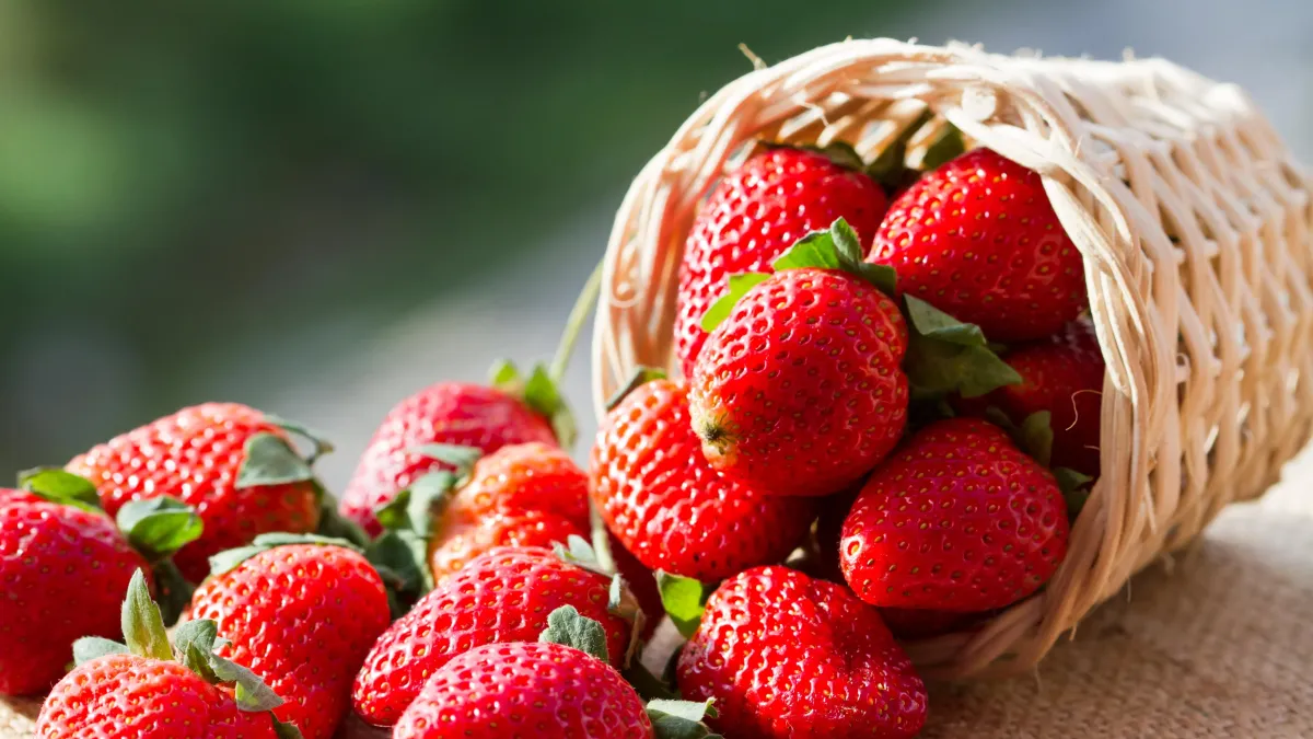 5 bienfaits de la fraises sur votre santé