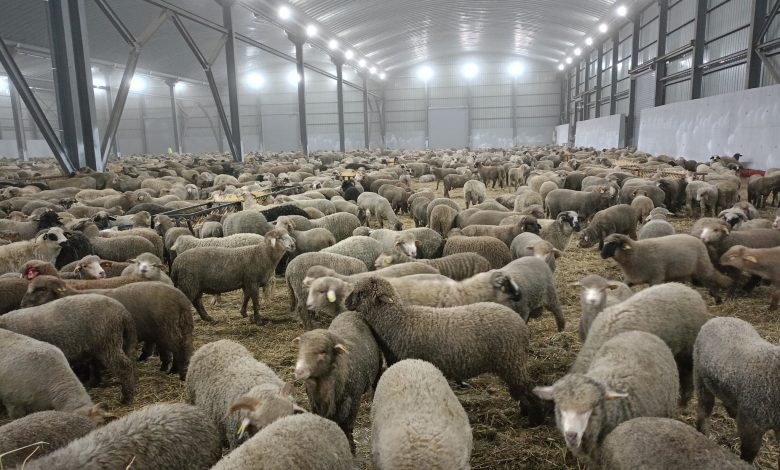 Moutons importés pour l’Aïd : Sept emplacements de vente à El-Tarf