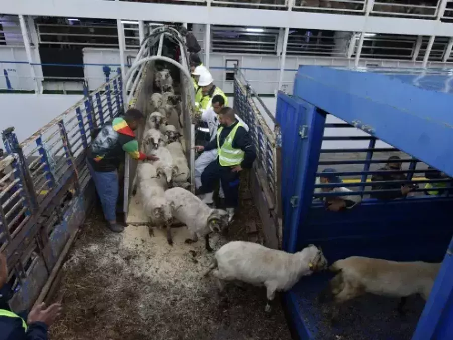 Aïd El Adha: les modalités d&rsquo;acquisition des moutons via la plateforme numérique fixées