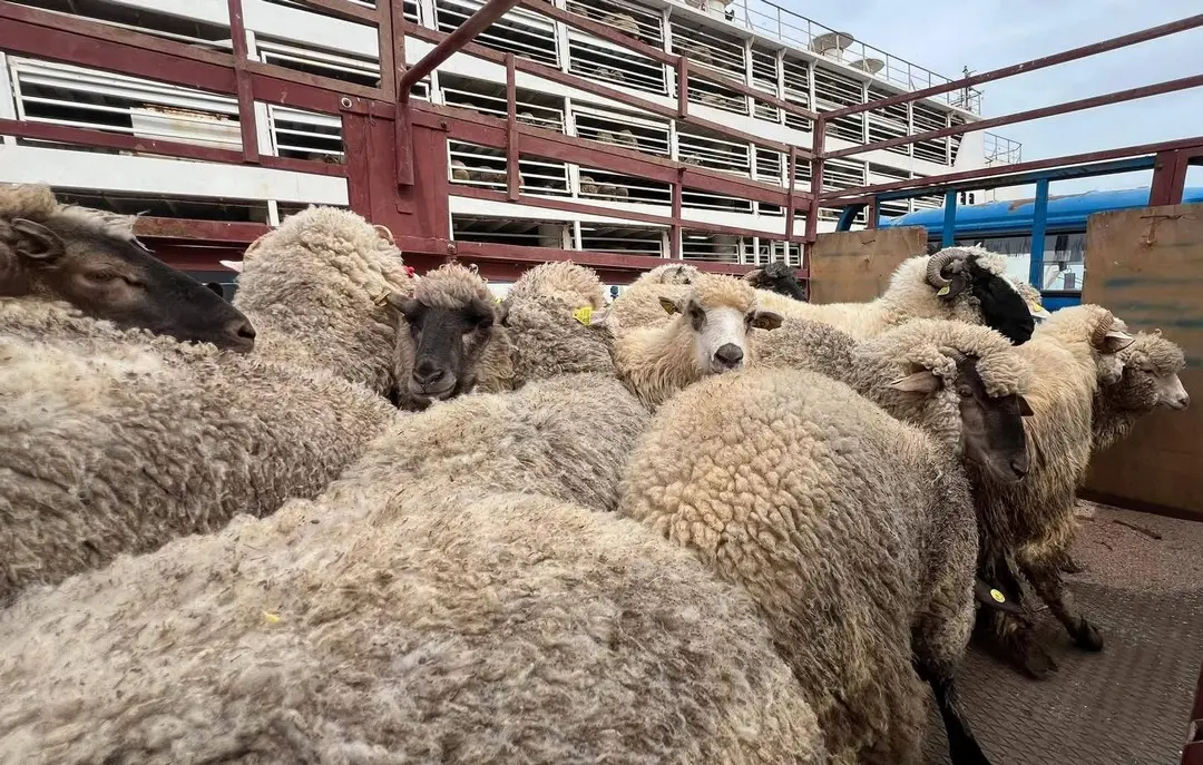 Mostaganem : Arrivée de deux navires transportant plus de 36 000 moutons en provenance de Roumanie et d’Espagne