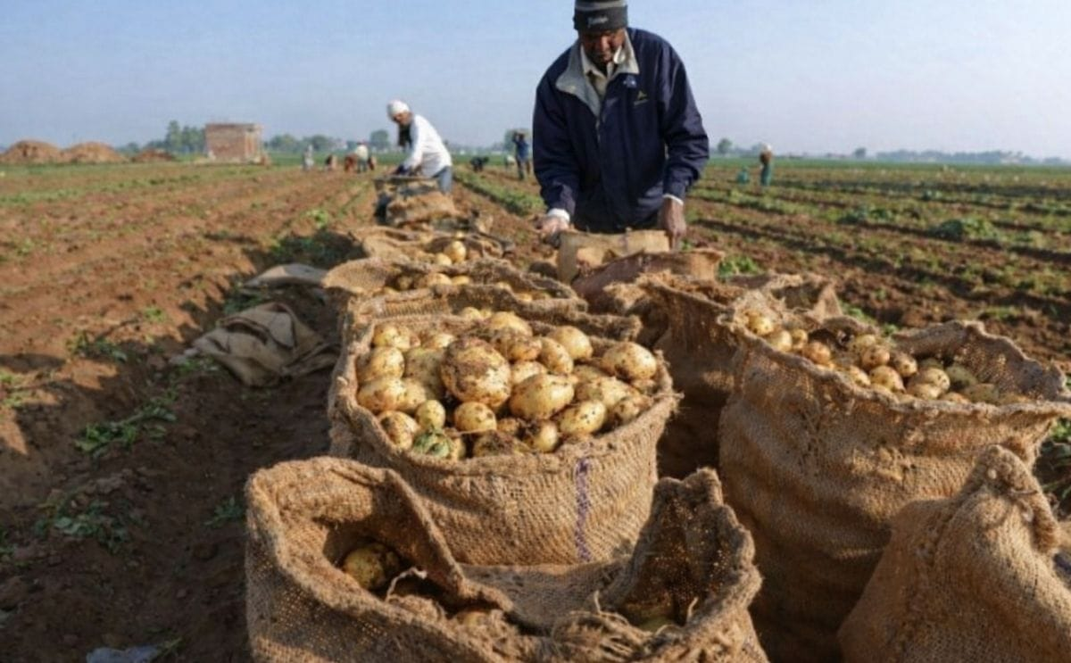 L’Algérie engage une réforme structurelle de sa production agricole et animale : Vers un nouveau modèle agricole fondé sur la science