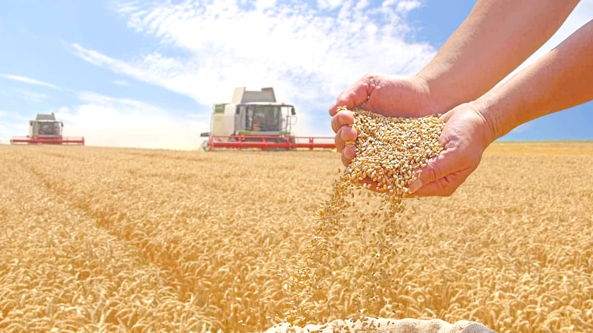Souveraineté alimentaire en ligne de mire moisson 2026 : L’offensive décisive
