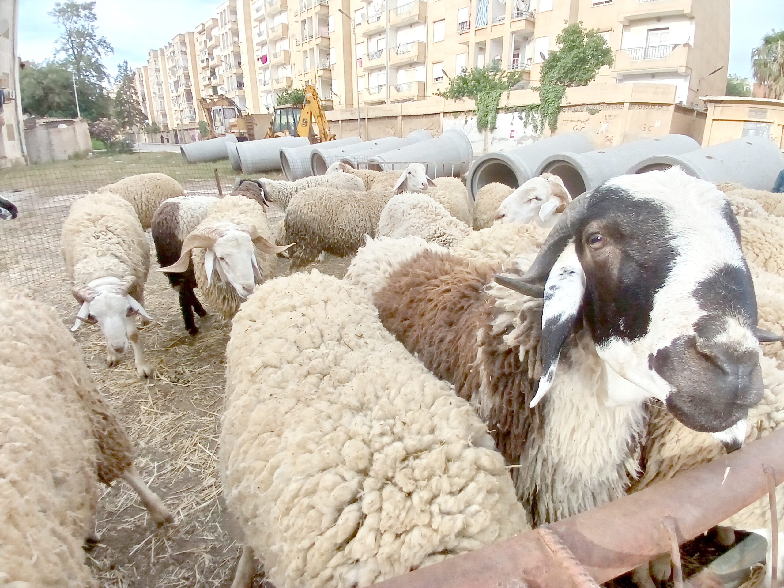Les moutons importés pour l’Aïd El-Adha : Une opération de vente fluide, bien organisée et réussie
