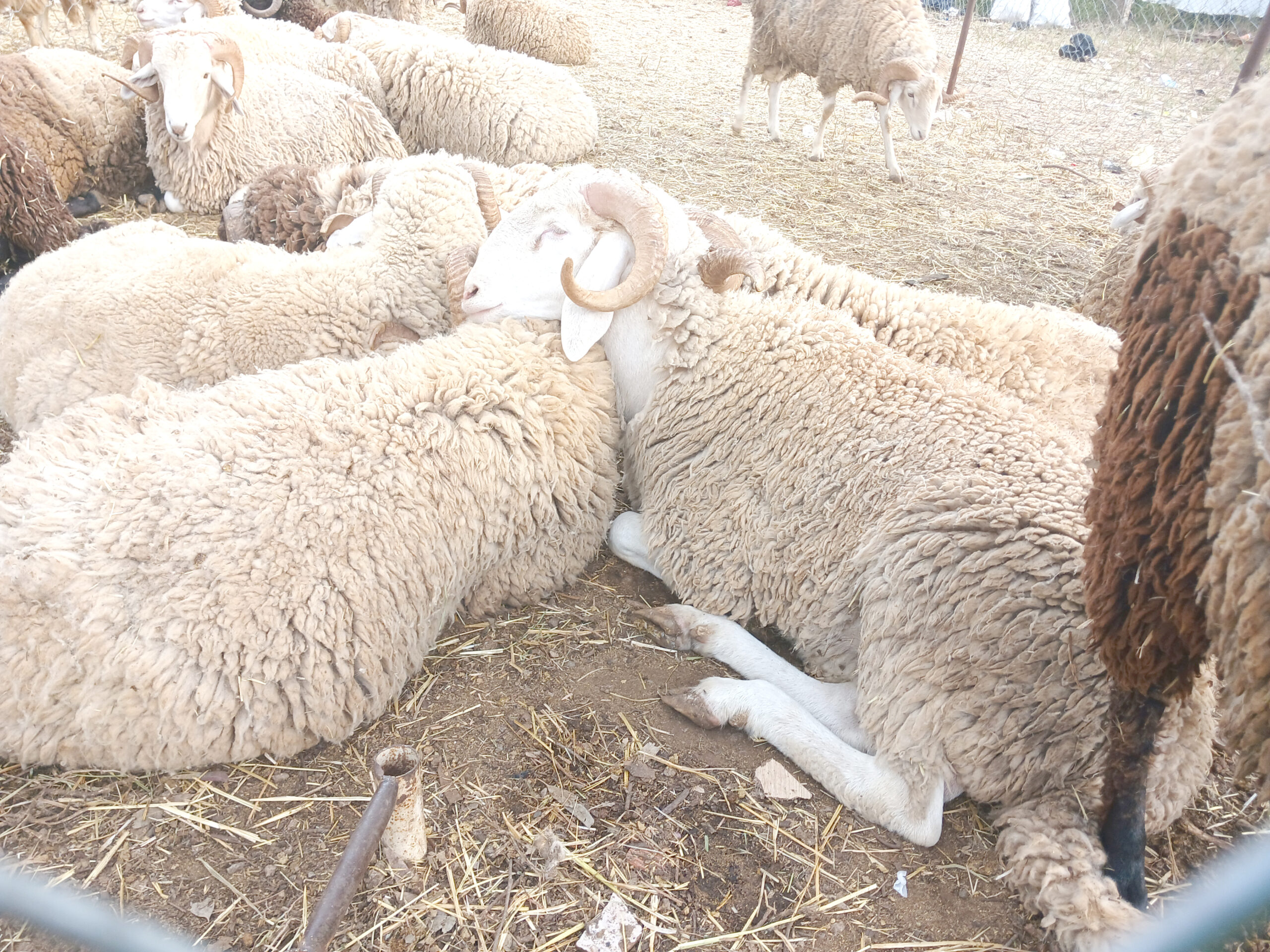 Reportage de notre journaliste dans les points de vente de moutons  : Entre la hausse des prix et l’importation, les familles s’adaptent