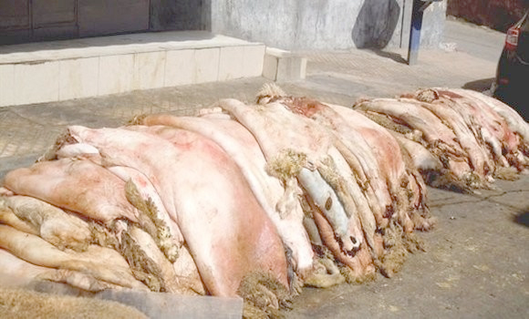 Campagne pour transformer les peaux de mouton en ressource économique : Une stratégie globale intégrée