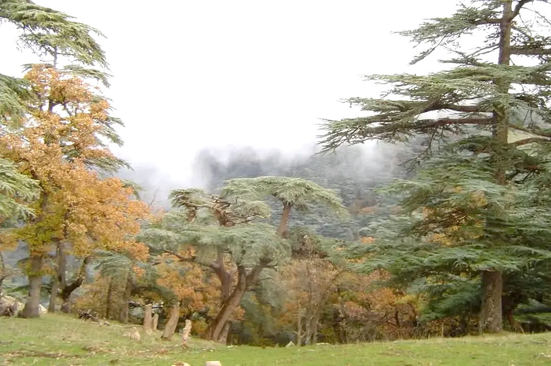 Tissemsilt : Le Parc national de Théniet El Had classé au Réseau mondial des réserves de biosphère de l’UNESCO