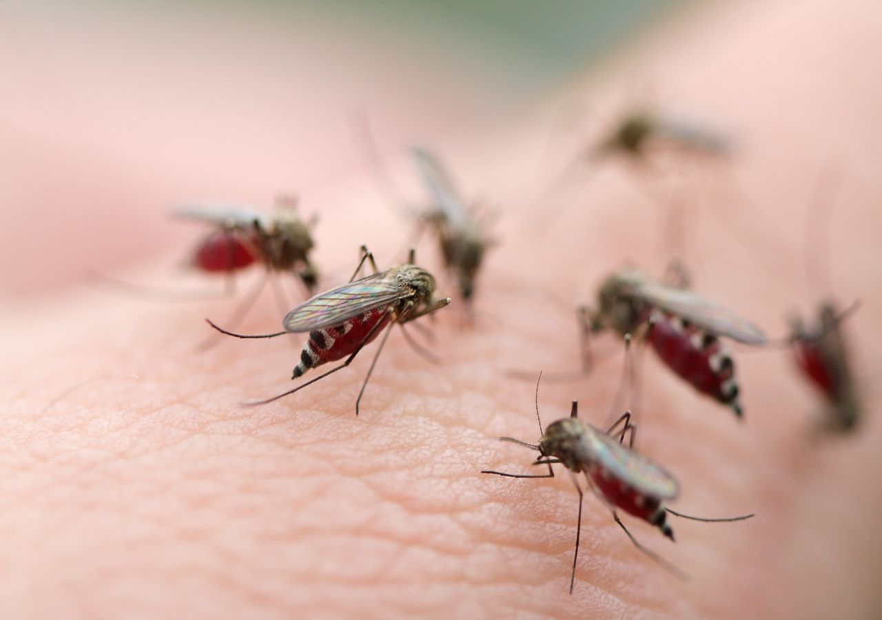 Pourquoi les moustiques piquent-ils certaines personnes plus que d&rsquo;autres ?