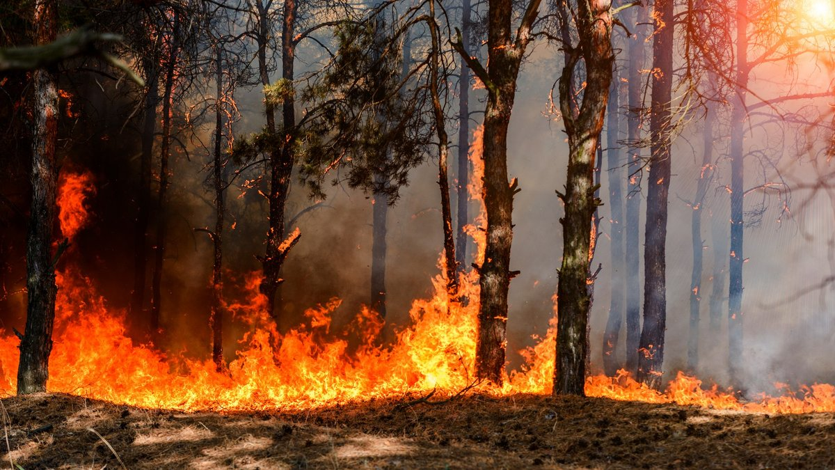 Feux de forêt : Quels sont les véritables dangers pour la santé ?