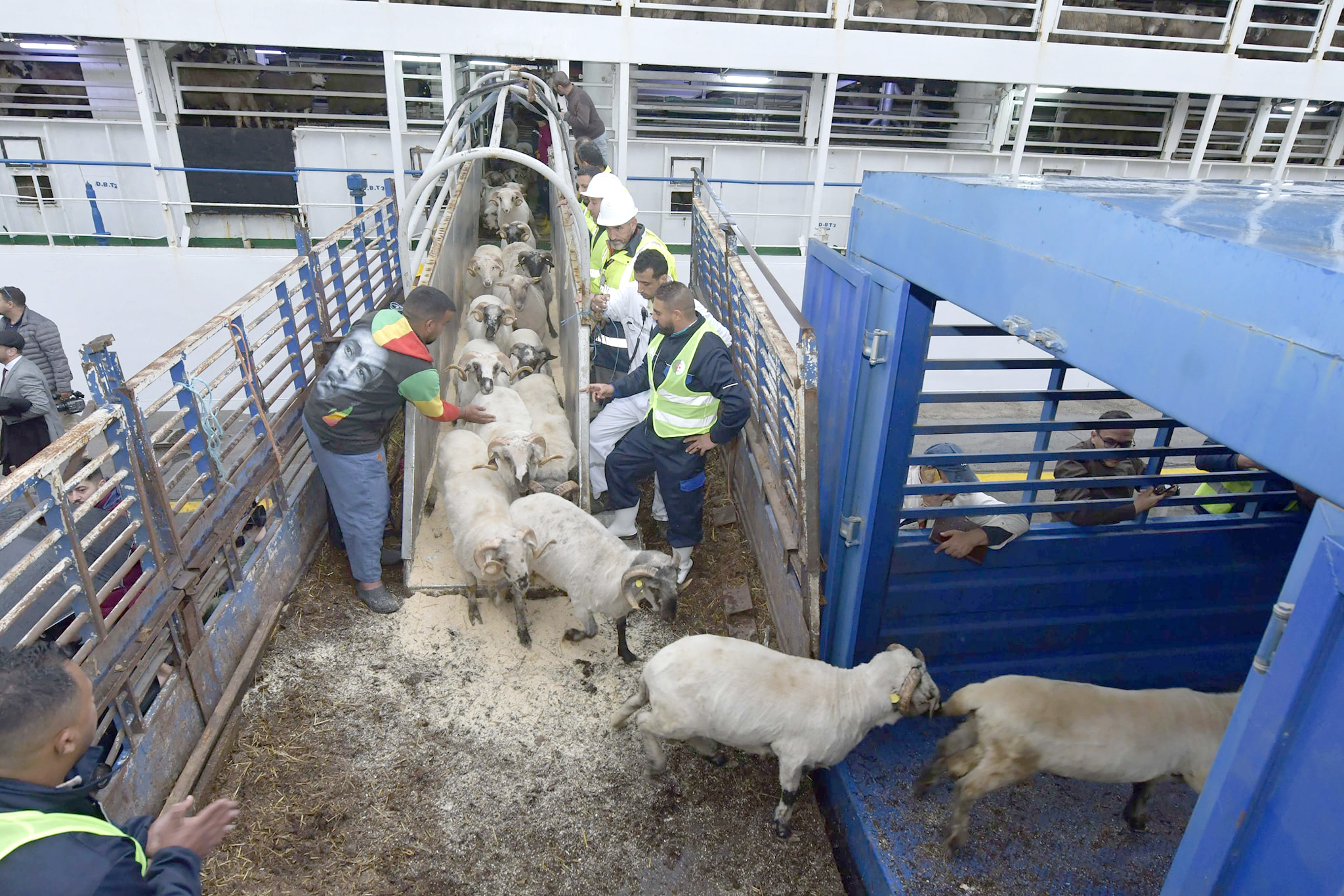 Importation des moutons de l&rsquo;Aïd : 13 accusés placés en détention provisoire