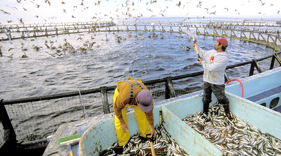 Aquaculture: La production a bondi de 422 %en moins de dix ans