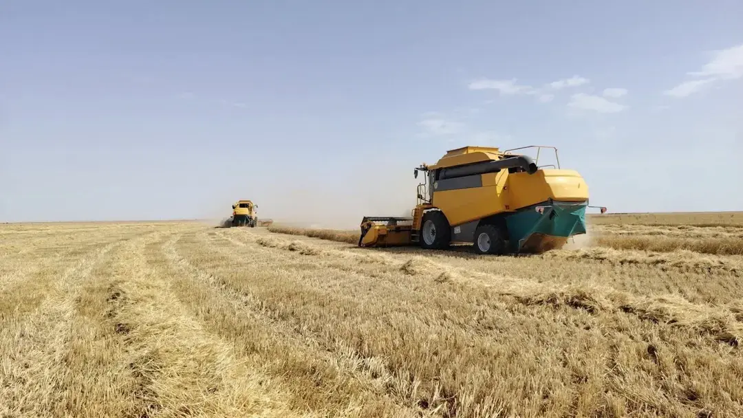 Relizane : plus d’un million de quintaux de céréales collectés durant la campagne 2025-2026