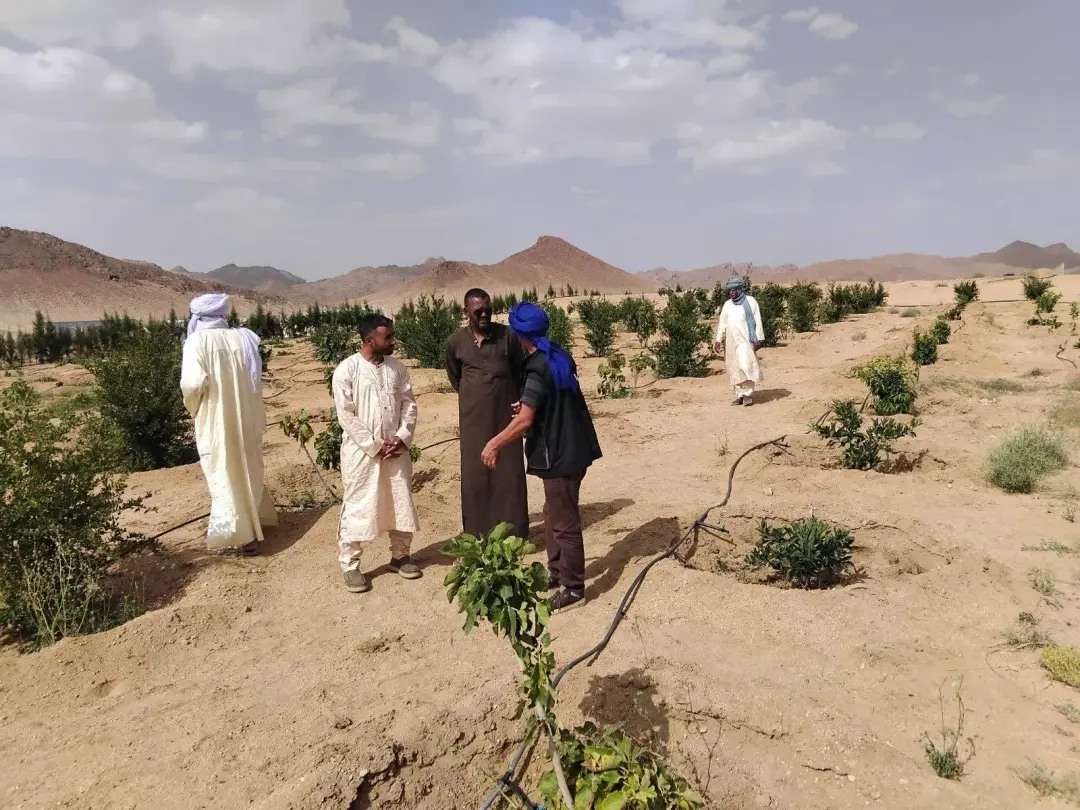 Tamanrasset : Des projets agricoles prometteurs à Tazrouk et une expansion remarquable dans l’arboriculture