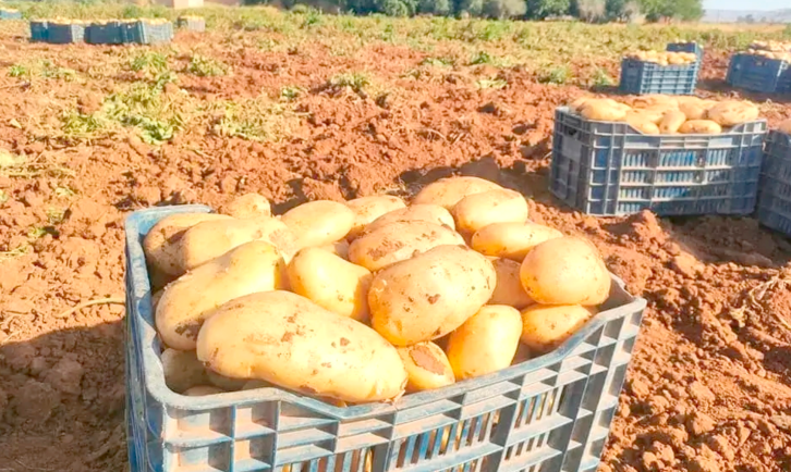 Production agricole à Aflou : Plus de 877.000 quintaux de pommes de terre attendus