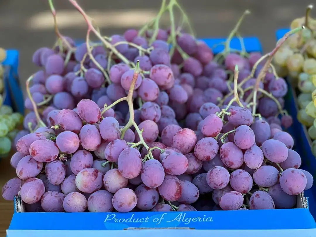 Production de Raisin : Plus de 3,3 millions de quintaux attendus à Boumerdès