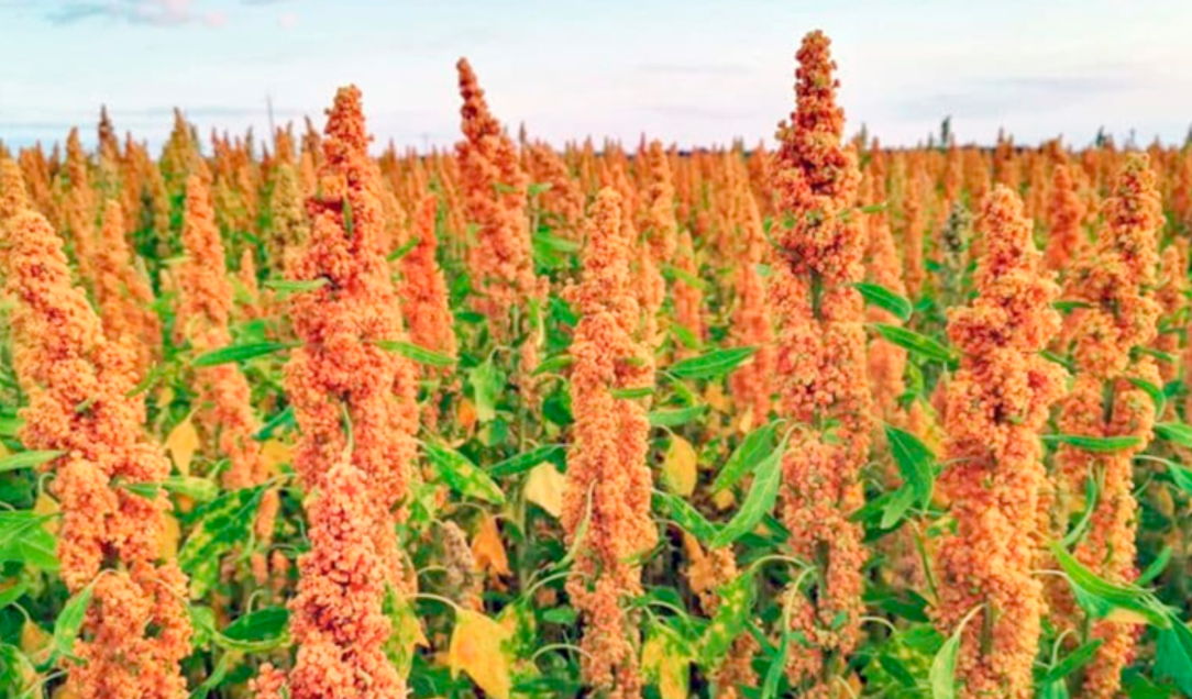 Culture du quinoa : Touggourt lance ses premiers concours pour promouvoir la filière