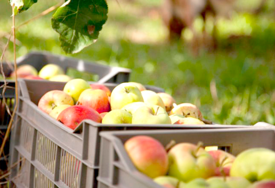 12 000 quintaux de pommes produits : L’Arboriculture en plein essor à Laghouat et Aflou