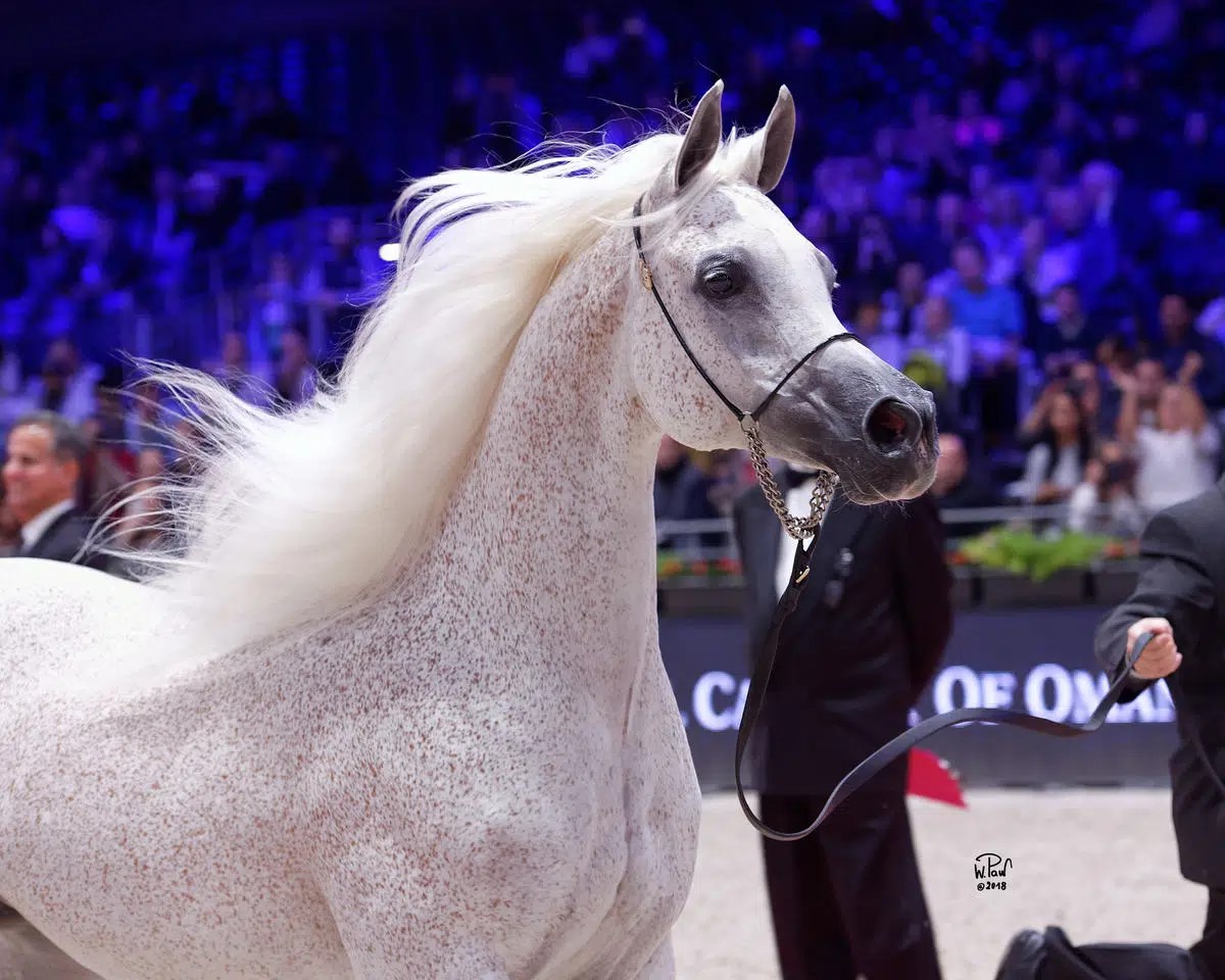 Cheval arabe : la 2e édition du concours « Beauté et allure » les 16 et 17 octobre à Blida